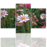 Tryptyk do salonu -  Kwiaty, roślina, stokrotka 12062 Naklejkomania - zdjecie 1 - miniatura