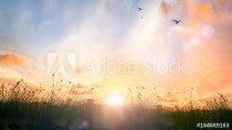 World environment day concept: Beautiful meadow and sky autumn sunrise background Naklejkomania - zdjecie 1 - miniatura