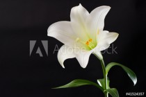 white lily flower on black Naklejkomania - zdjecie 1 - miniatura