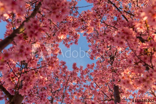 Blue Skies and Cherry Blossoms