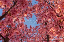 Blue Skies and Cherry Blossoms Naklejkomania - zdjecie 1 - miniatura