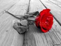rose on wood bw Naklejkomania - zdjecie 1 - miniatura