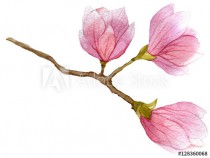 watercolor blooming branch of magnolia tree with three flowers. hand drawn botanical illustration. Naklejkomania - zdjecie 1 - miniatura