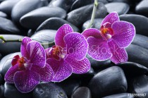beautiful orchid detail still life spa stones Naklejkomania - zdjecie 1 - miniatura