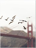Plakat Golden Gate 61190 Naklejkomania - zdjecie 1 - miniatura