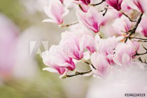 beautiful magnolia tree Naklejkomania - zdjecie 1 - miniatura