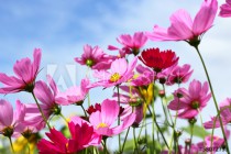 Pink Cosmos blooming  on  blue sky background Naklejkomania - zdjecie 1 - miniatura