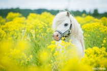 Fototapeta Biały Koń żółte kwiaty  42414 Naklejkomania - zdjecie 3 - miniatura