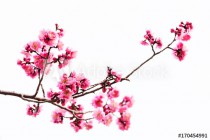 Vibrant Pink cherry blossom or sakura Naklejkomania - zdjecie 1 - miniatura