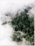 Plakat wierzchołki drzew we mgle 61041 Naklejkomania - zdjecie 2 - miniatura