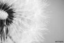 Beautiful dandelion with seeds close-up Naklejkomania - zdjecie 1 - miniatura