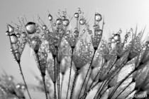 dewy dandelion Naklejkomania - zdjecie 1 - miniatura