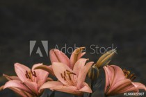 Orange lilies flowers on dark background Naklejkomania - zdjecie 1 - miniatura