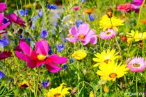 Grußkarte - bunte Blumenwiese - Sommerblumen Naklejkomania - zdjecie 1 - miniatura