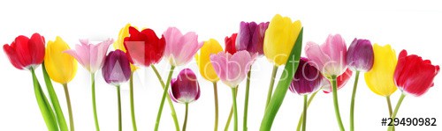 Spring tulip flowers in a row - zdjęcie 1