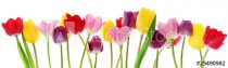 Spring tulip flowers in a row Naklejkomania - zdjecie 1 - miniatura