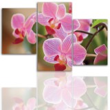 Tryptyk do salonu - Kwiaty, storczyk, orchidea 12100 Naklejkomania - zdjecie 1 - miniatura