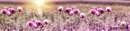 Poppy flower, purple poppy flower at sunset in meadow