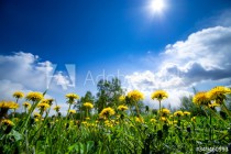 Yellow dandelions hill under blue cloudy sky in the spring time. Naklejkomania - zdjecie 1 - miniatura