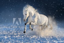 White horse run gallop in winter snow field Naklejkomania - zdjecie 1 - miniatura
