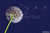dandelion flower, white fluffy on a blue background, fly off the seeds Naklejkomania - zdjecie 1 - miniatura
