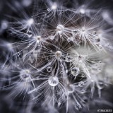 Dandelion seeds with water drops Naklejkomania - zdjecie 1 - miniatura