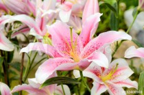 Pink lily in botanical garden. Naklejkomania - zdjecie 1 - miniatura