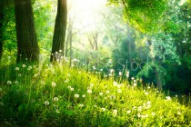 Spring Nature. Beautiful Landscape. Green Grass and Trees Naklejkomania - zdjecie 1 - miniatura