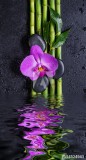 Stones, orchid flower and bamboo reflected in a water Naklejkomania - zdjecie 1 - miniatura
