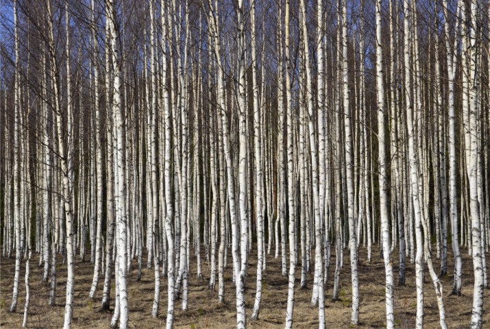 Fototapeta na ścianę tapeta na fizelinie do salonu las, brzozy 10083 - zdjęcie 2