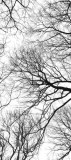 Naklejka 15508 na szafę okleiny na szafę drzewa, gałęzie Naklejkomania - zdjecie 2 - miniatura