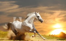 white stallion Naklejkomania - zdjecie 1 - miniatura