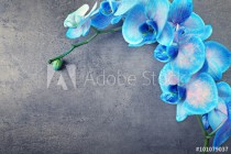 Beautiful blue orchid flowers on grey background, close up Naklejkomania - zdjecie 1 - miniatura