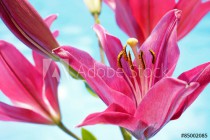Pink Lilium Flowers on a Blue Pond Background Naklejkomania - zdjecie 1 - miniatura