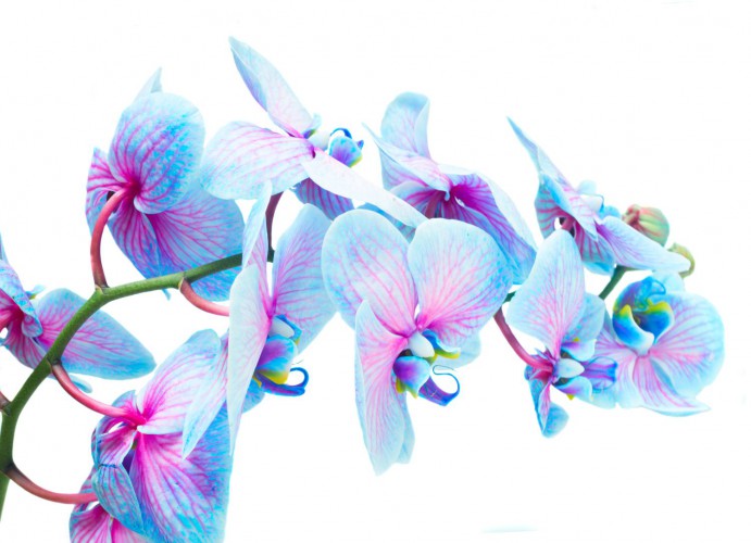 Maskownica mata magnetyczna na grzejnik kaloryfer 171992059 niebieska orchidea - zdjęcie 2