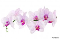 lot of light pink isolated orchids Naklejkomania - zdjecie 1 - miniatura