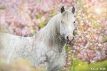 Fototapeta biały koń w różowych kwiatach 42413 Naklejkomania - zdjecie 3 - miniatura