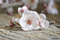 cherry blossom sakura on rustic wooden Naklejkomania - zdjecie 1 - miniatura