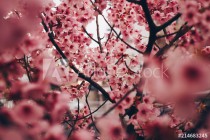 Cherry blossoms in full bloom in Japan Naklejkomania - zdjecie 1 - miniatura