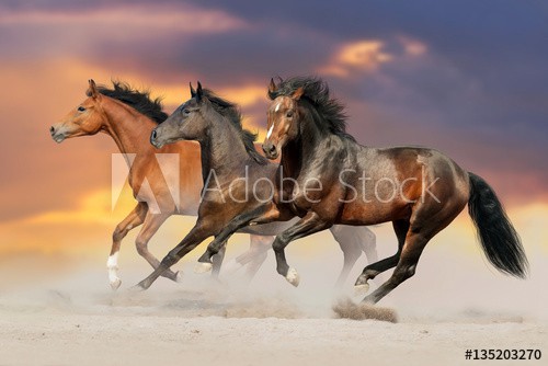 Three bay horse run gallop in desert dust