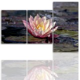 Tryptyk do salonu - Kwiaty, lotos, lilia 12130 Naklejkomania - zdjecie 1 - miniatura