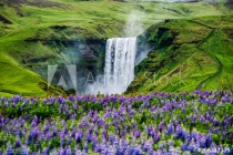 Beautiful scenery of the majestic Skogafoss Waterfall in countryside of Iceland in summer. Skogafoss waterfall is the top famous natural landmark and tourist destination place of Iceland and Europe. Naklejkomania - zdjecie 1 - miniatura