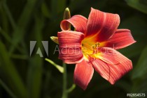 Red Lily Flower Naklejkomania - zdjecie 1 - miniatura