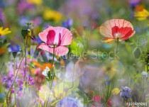 summer meadow with red poppies Naklejkomania - zdjecie 1 - miniatura