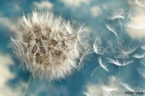 Dandelion Loosing Seeds in the Wind Naklejkomania - zdjecie 1 - miniatura