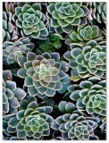 Plakat Kwiat kaktusa 61029 Naklejkomania - zdjecie 2 - miniatura