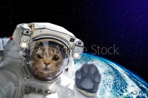 Cat astronaut in space on background of the globe. Elements of this image furnished by NASA. Naklejkomania - zdjecie 1 - miniatura