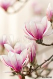 Magnolie, Magnolia Naklejkomania - zdjecie 1 - miniatura
