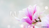 twig with fresh blooming pink magnolia flowers close up over blue background banner Naklejkomania - zdjecie 1 - miniatura