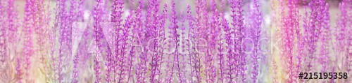 Selective and soft focus on purple flowers in meadow - beautiful nature - zdjęcie 1